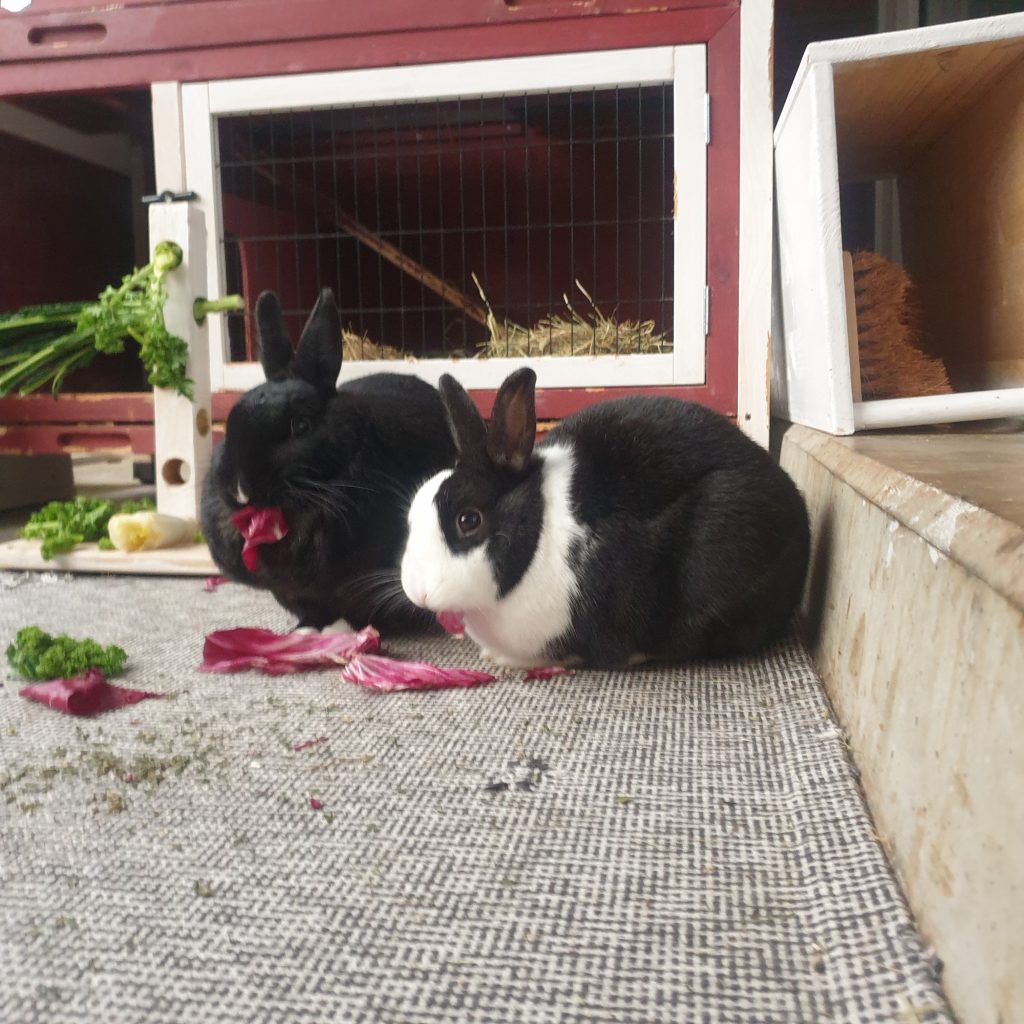 Schwarzes und schwarz-weißes Zwergkaninchen vor Kaninchenstall