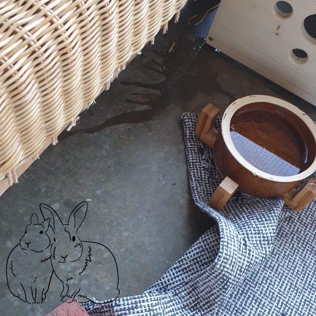 Ausschnitt eines Kaninchengeheges mit verschobenem Teppich und ausgelaufenem Trinknapf