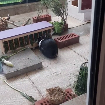 Schwarz-weißes Kaninchen isst an Futterraufe auf Balkon