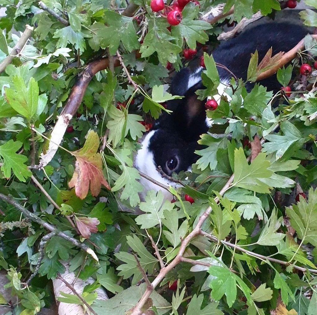 Schwarz-weißes Zwergkaninchen in Weißdornzweigen nur halb zu sehen