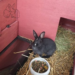 Schwarzes Kaninchen mit Futternapf im Stall