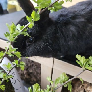 Schwarzes Zwergkaninchen Lady de Winter isst grüne Blätter von Zweigen