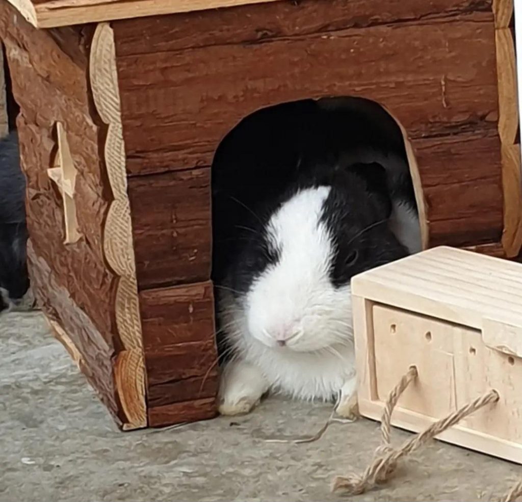 Schwarz-weißes Zwergkaninchen liegt im Häuschen, daneben Kaninchenspielzeug