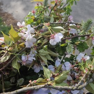 Kirsch-, Weiden- und Weißdornzweige mit Blüten