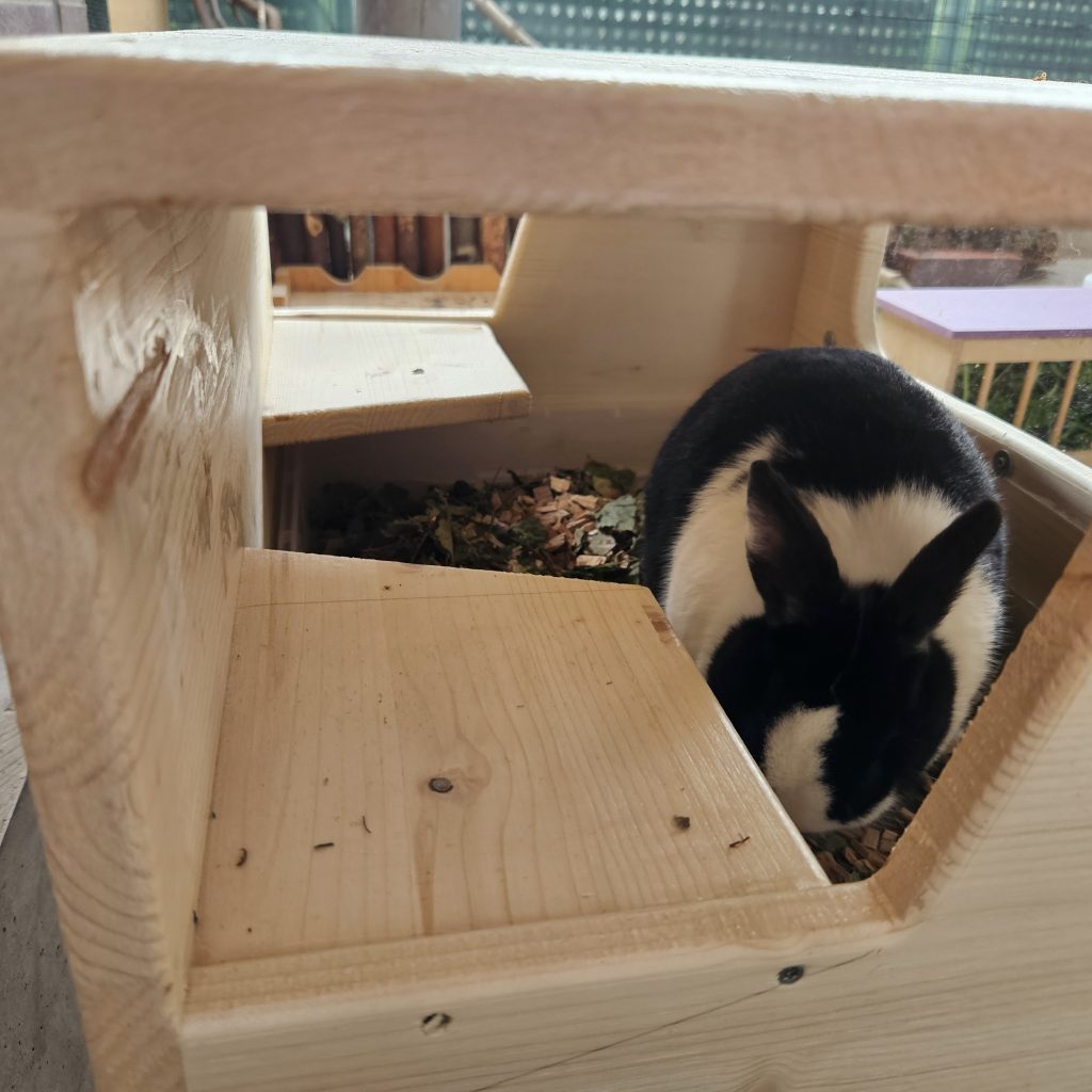 Schwarz-weißes Kaninchen in einer Kiste mit Material zum Buddeln
