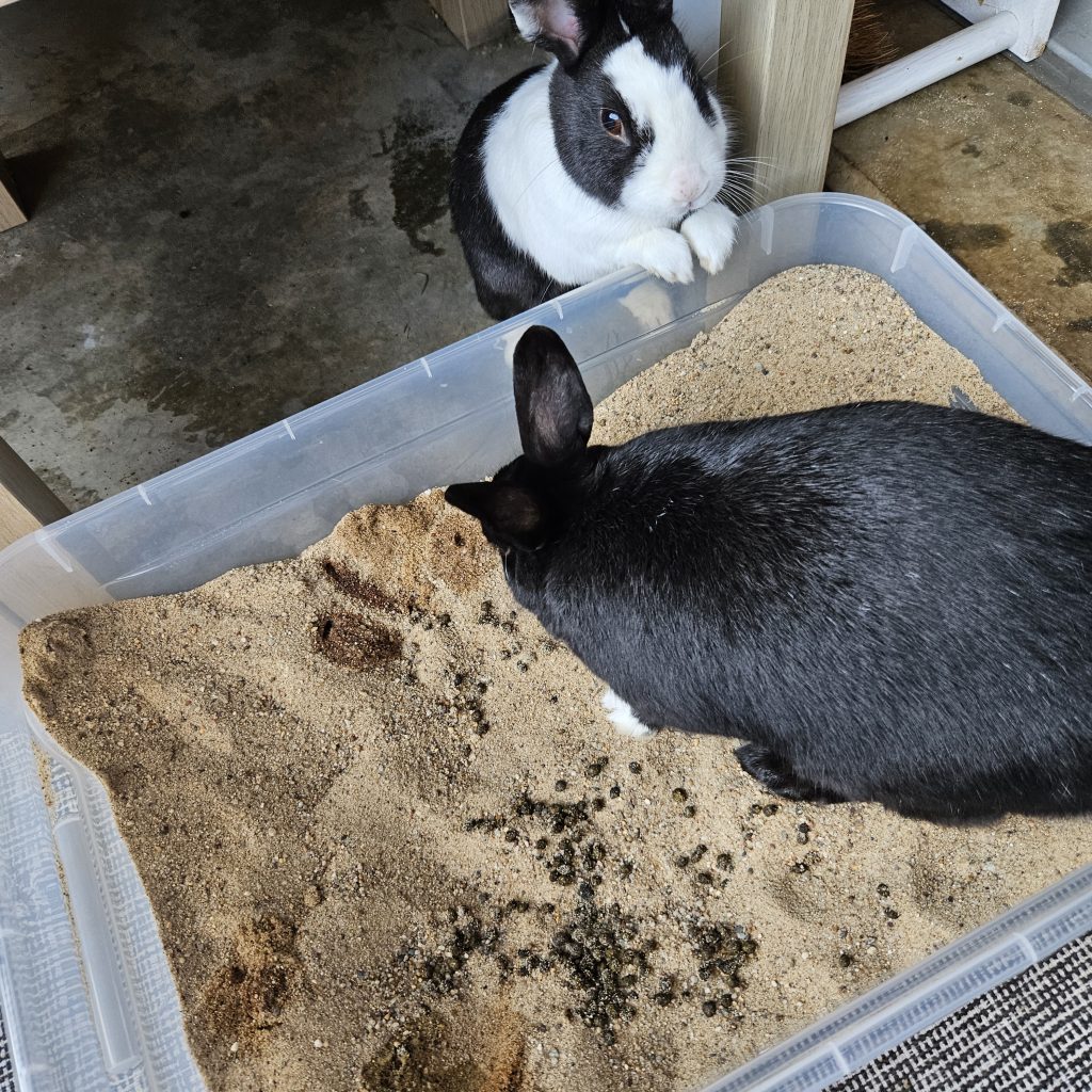 Kiste mit Sand und Kötteln. Im Sand steht ein schwarzes Kaninchen. Schwarz-weißes Kaninchen steht außerhalb am Rand.