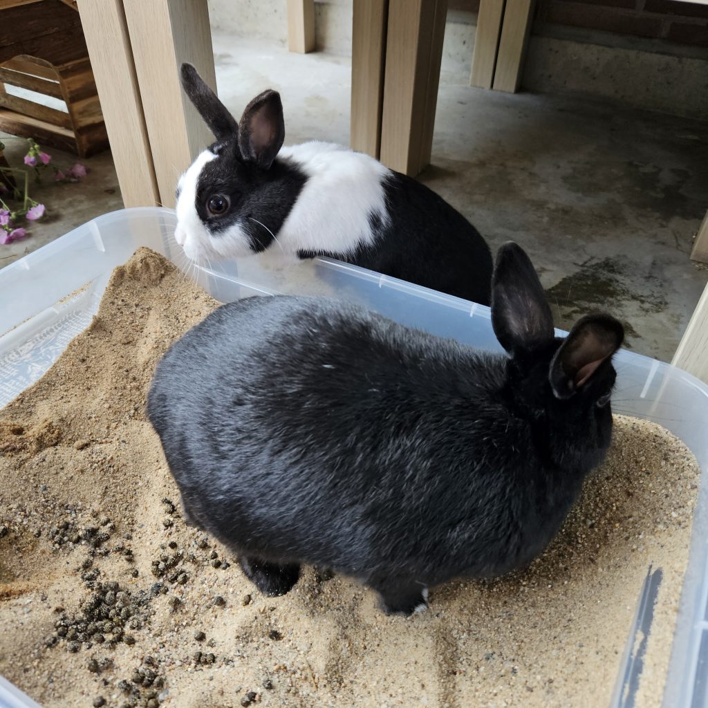 Kiste mit Sand und Kötteln. Im Sand steht ein schwarzes Kaninchen. Schwarz-weißes Kaninchen guckt von außen hinein.