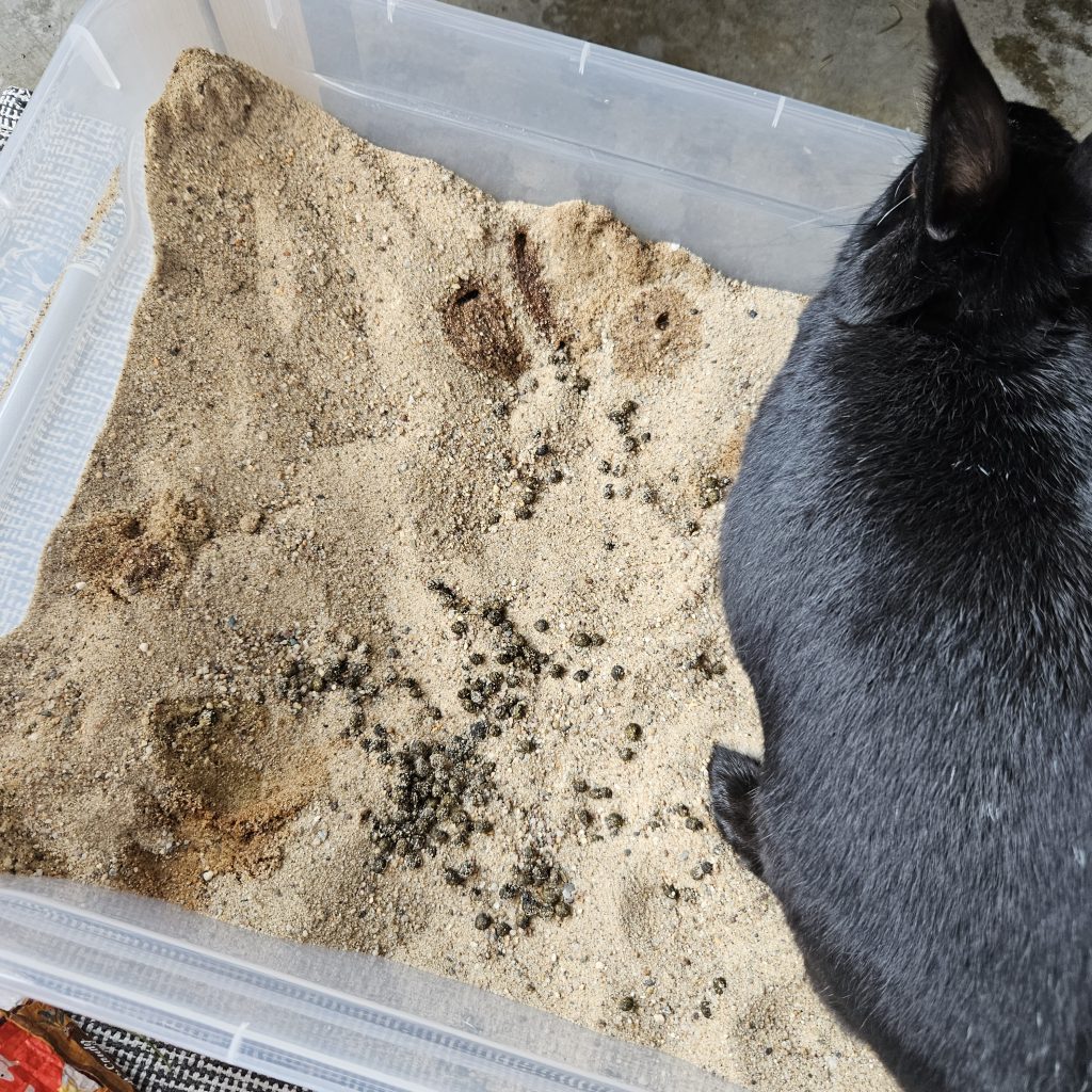 Kiste mit Sand und Kötteln. Im Sand steht ein schwarzes Kaninchen.