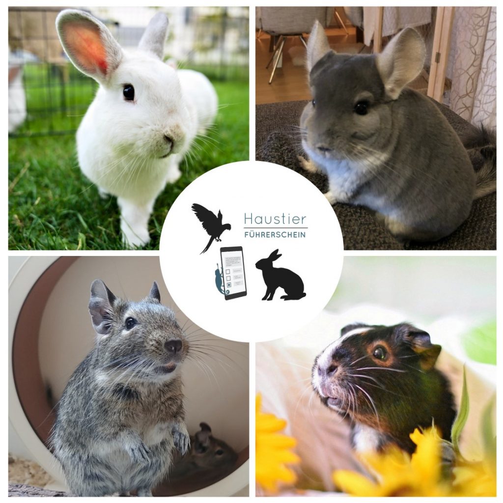 Weißes Zwergkaninchen, grauer Chinchilla, grau-brauner Degu, braun-schwarz-weißes Meerschweinchen, Logo Haustierführerschein