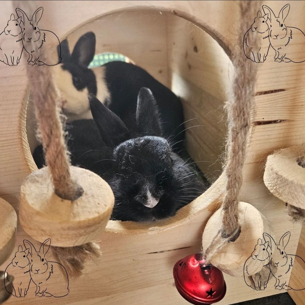 Schwarz-weißes und schwarzes Kaninchen in einem Holztunnel 