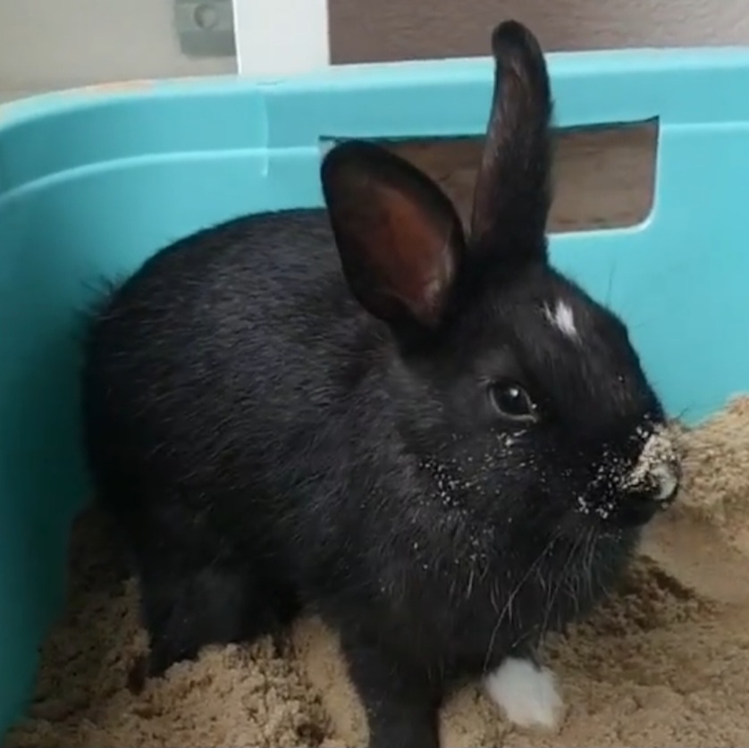 Schwarzes Kaninchen mit Sand auf der Nase