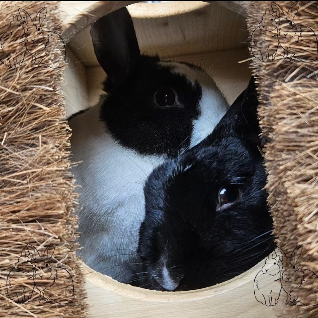Schwarz-weißes und schwarzes Kaninchen sitzen in einem Holztunnel, links und rechts sind Bürsten 