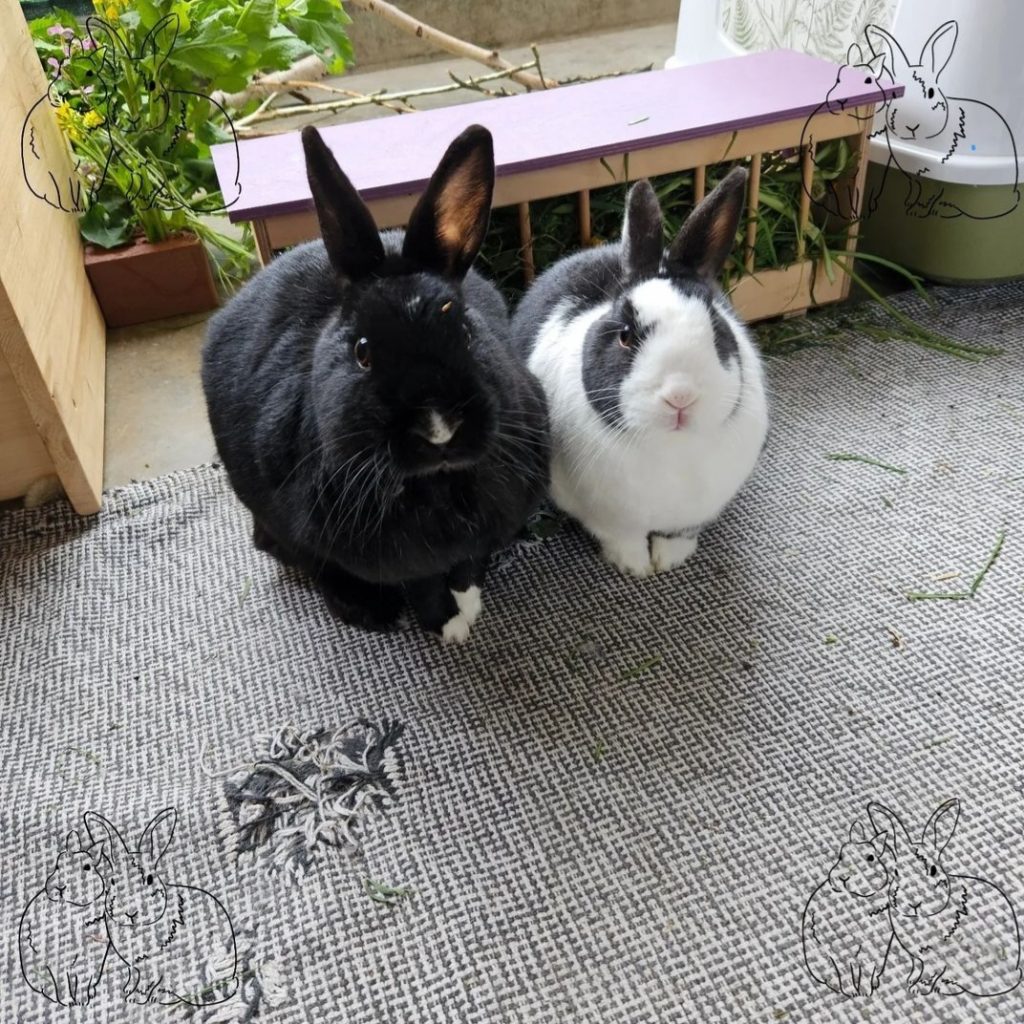 Schwarzes und schwarz-weißes Kaninchen sitzen nebeneinander und schauen in die Kamera. Im Hintergrund eine Raufe mit Grünfutter.