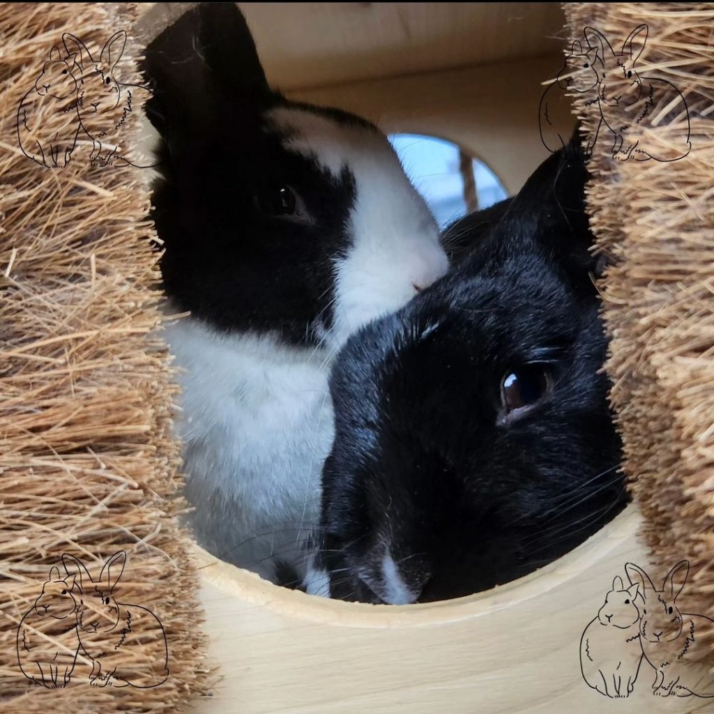 Schwarz-weißes und schwarzes Kaninchen sitzen in einem Holztunnel, links und rechts sind Bürsten