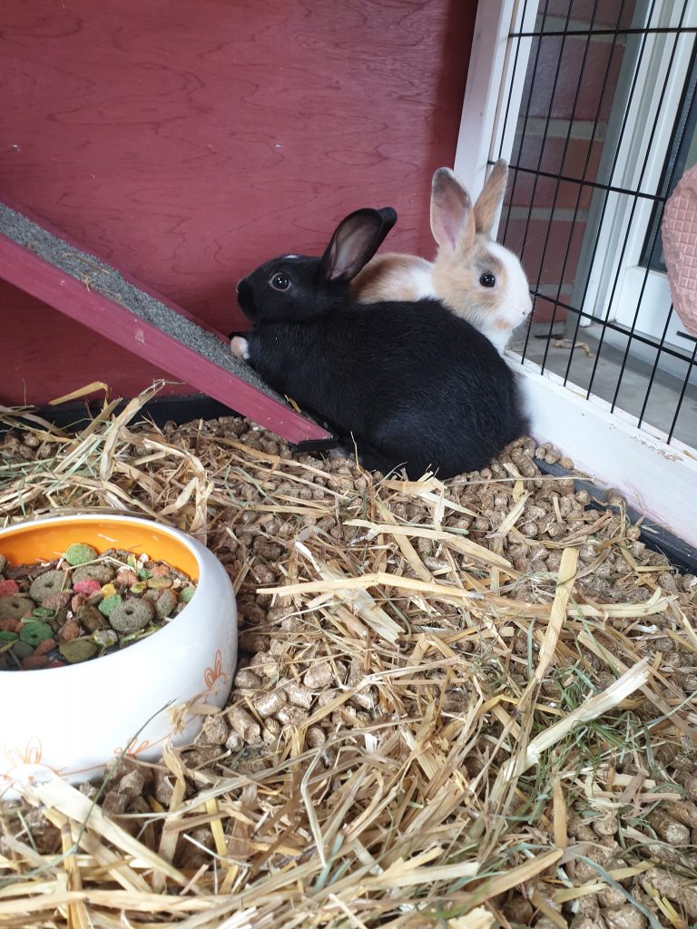 Junges schwarzes und braun-weißes Kaninchen im Stall mit Futternapf