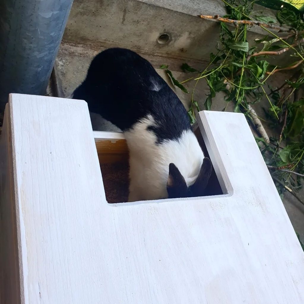 Schwarz-weißes Kaninchen hüpft in einen Buddeltunnel