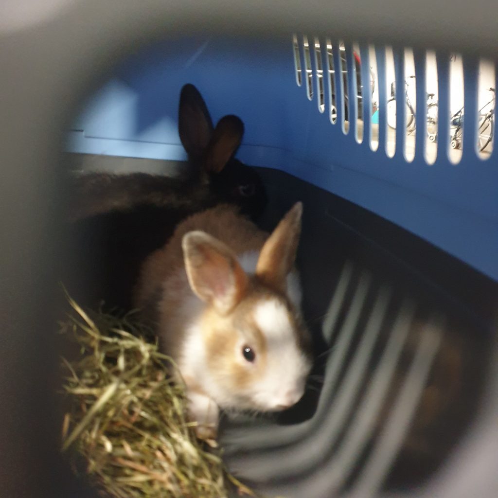 Junges braun-weißes Zwergkaninchen in Transportbox, im Hintergrund schwarzes Kaninchen
