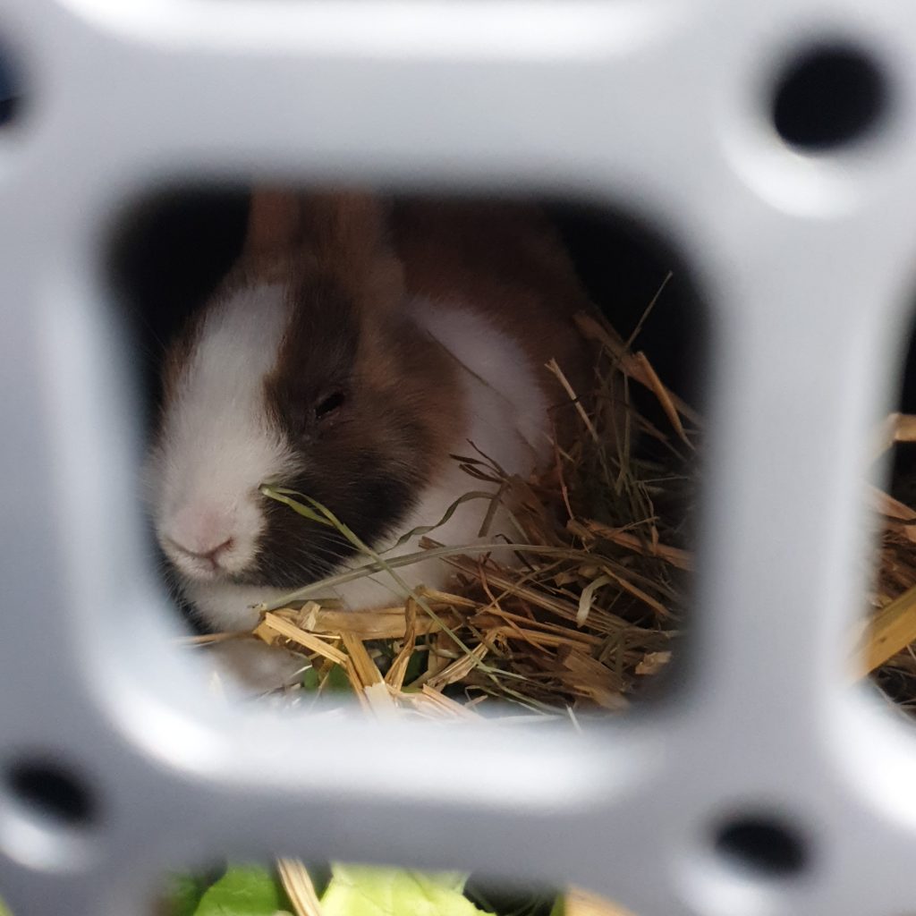 Weiß-braunes Zwergkaninchen mit Krankheitsanzeichen ist durch das Gitter der Transportbox zu sehen