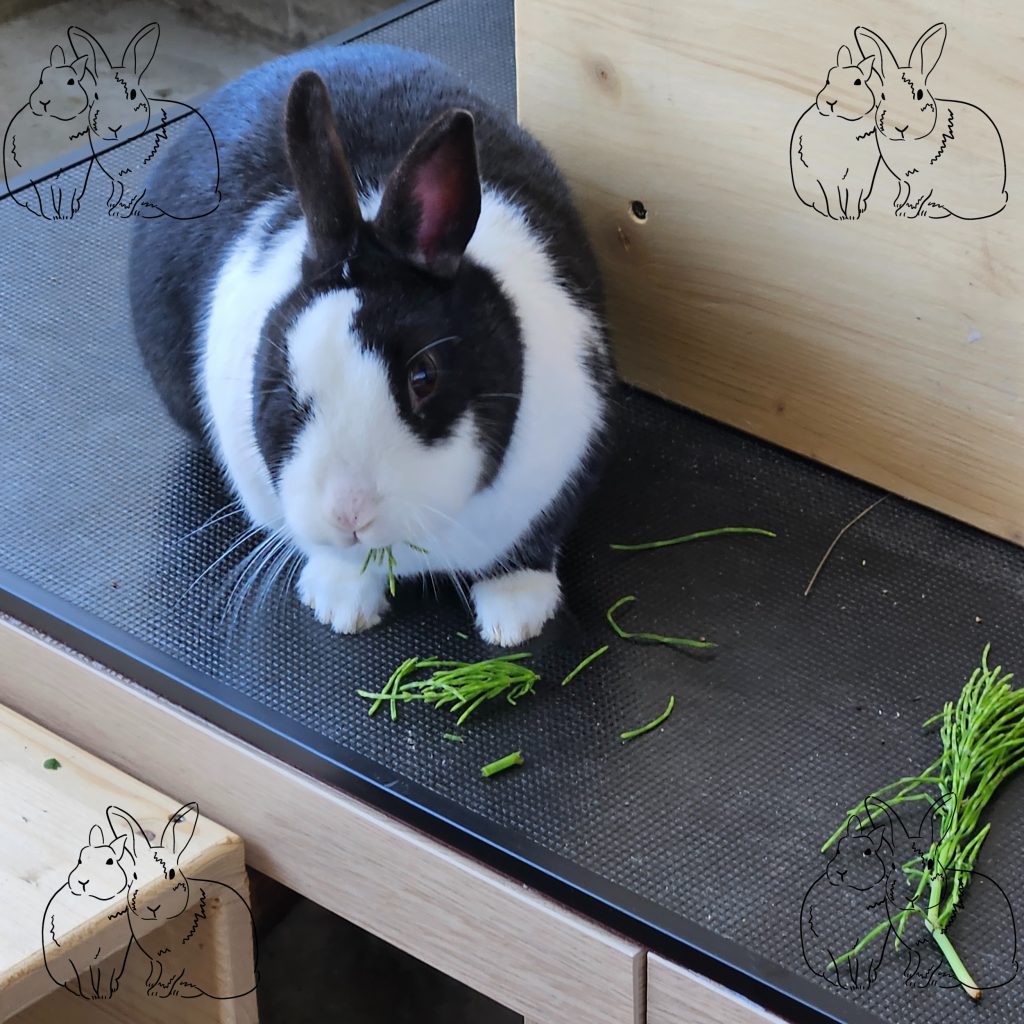 Schwarz-weißes Kaninchen isst Ackerschachtelhalm, der vor ihm liegt.