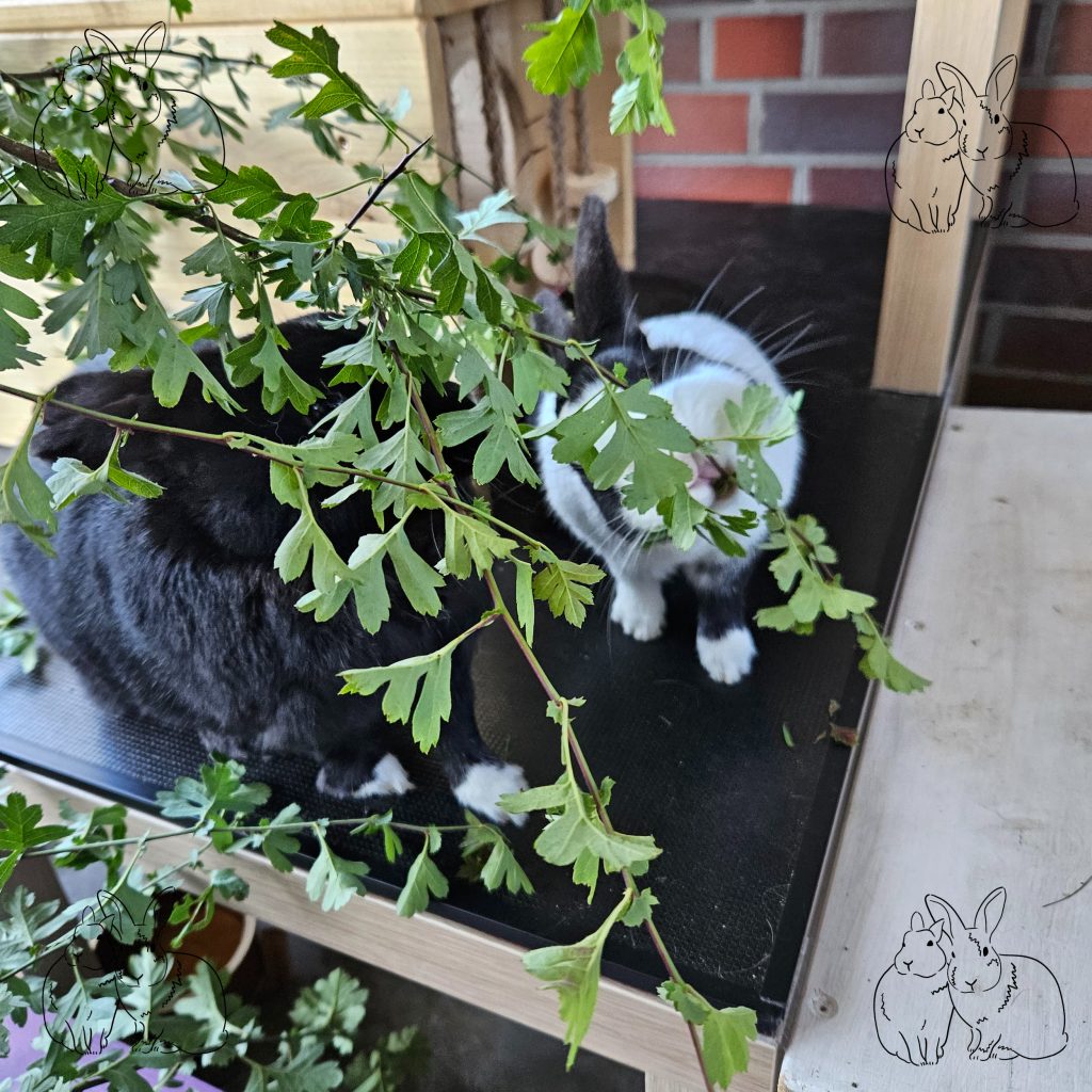 Zwei Kaninchen essen Weissdornzweige. Die Zweige sind im Vordergrund 