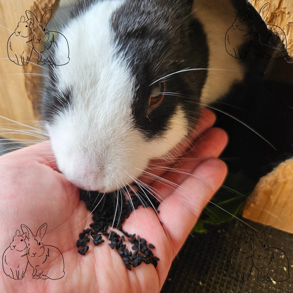 Ein schwarz-weißes Kaninchen guckt aus einem Holzhäuschchen und isst Schwarzkümmel aus einer Hand