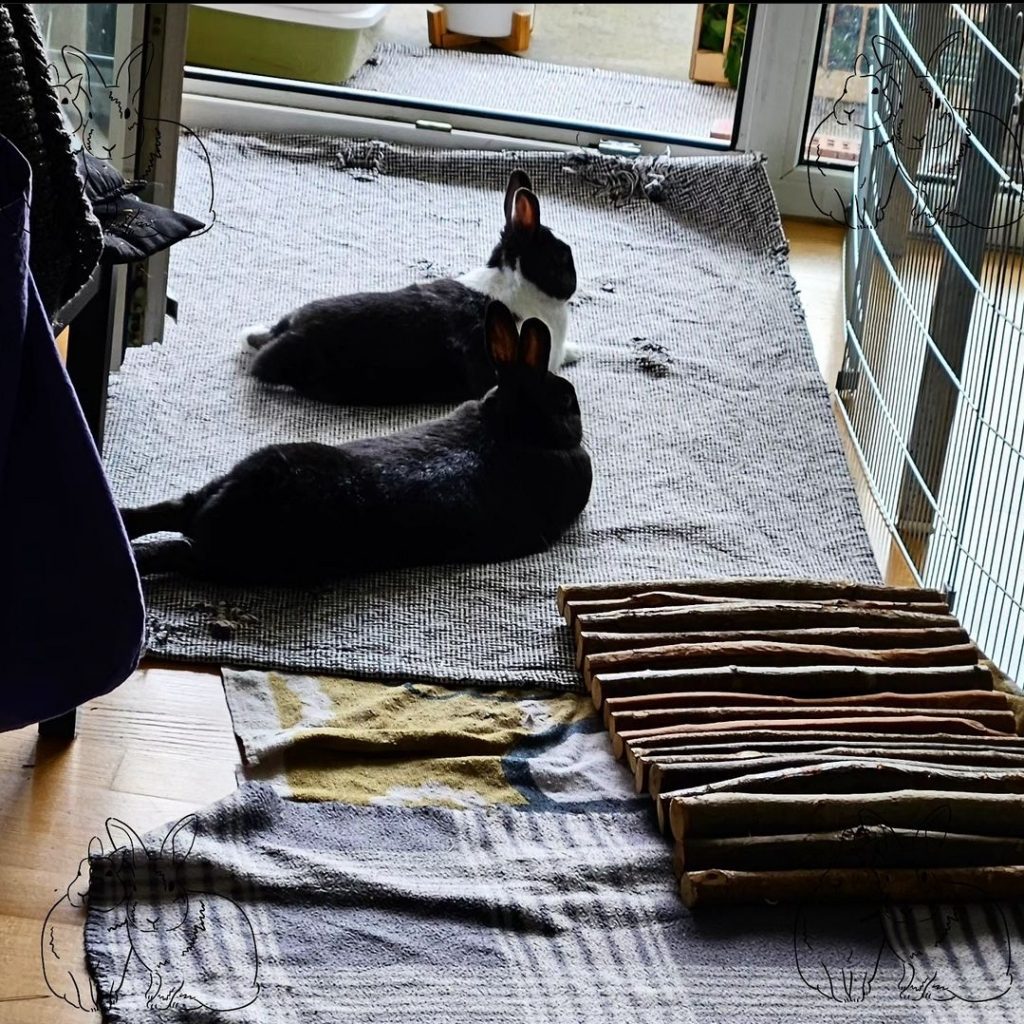 Schwarzes und schwarz-weißes Zwergkaninchen liegen entspannt auf Teppich in der Wohnung