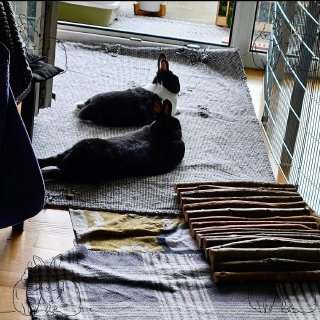 Schwarzes und schwarz-weißes Zwergkaninchen liegen ausgestreckt auf Teppich in der Wohnung