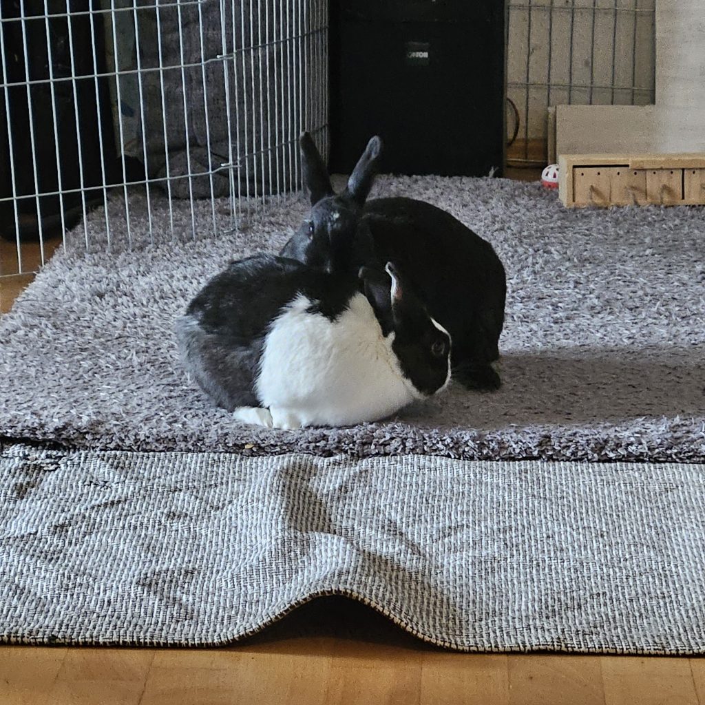 Schwarzes Kaninchen putzt schwarz-weißes Kaninchen auf Teppich in der Wohnung