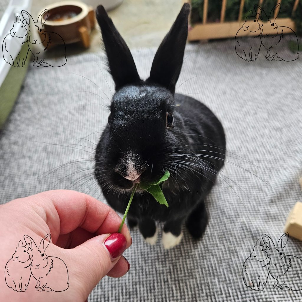 Schwarzes Kaninchen macht Männchen und isst ein Kleeblatt, das ihm von einer Hand gegeben wird