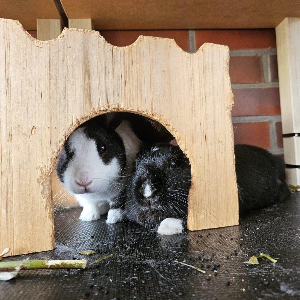 Schwarz-weißes und schwarzes Kaninchen liegen nebeneinander in einem Holzhaus
