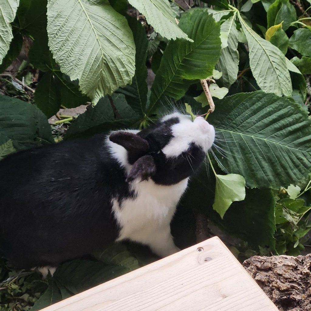 Schwarz-weißes Kaninchen isst Kastanienblätter
