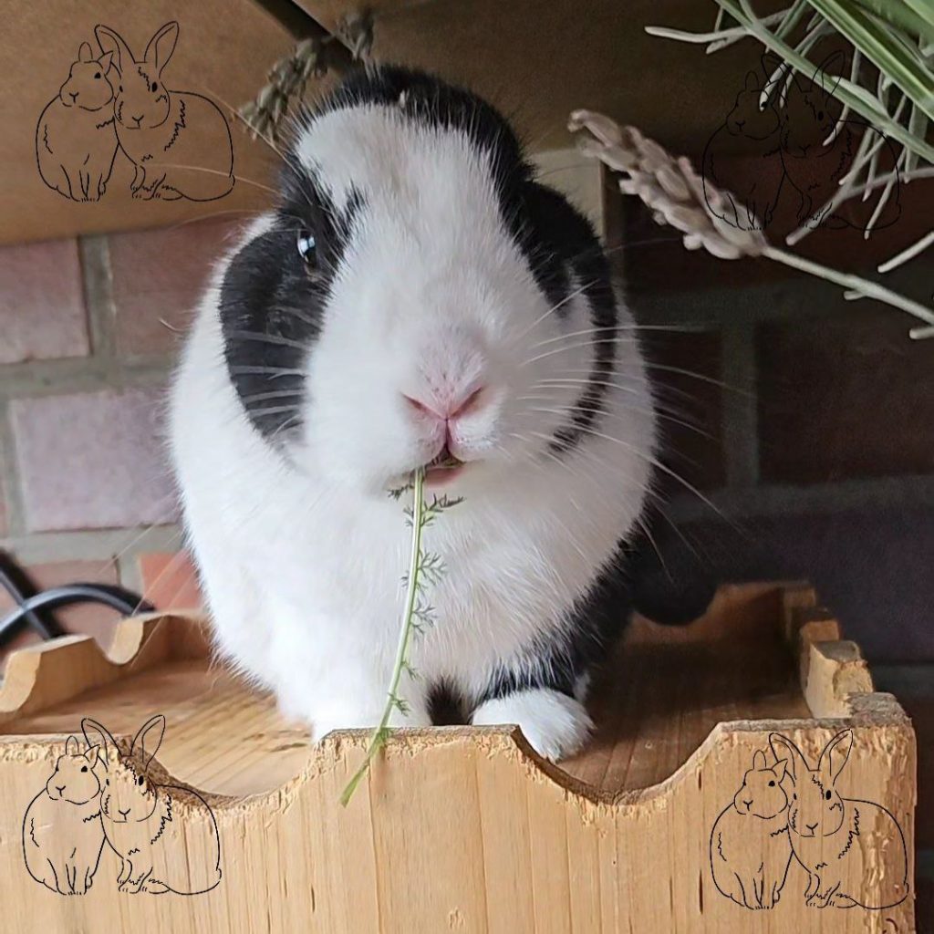 Schwarz-weißes Kaninchen mit Schafgarbe im Mund, daneben Lavendelblüte