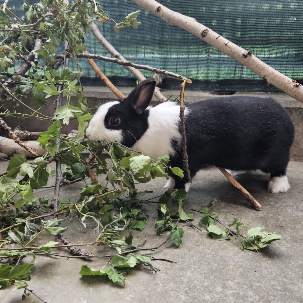 Schwarz-weißes Kaninchen isst Weißdornzweige