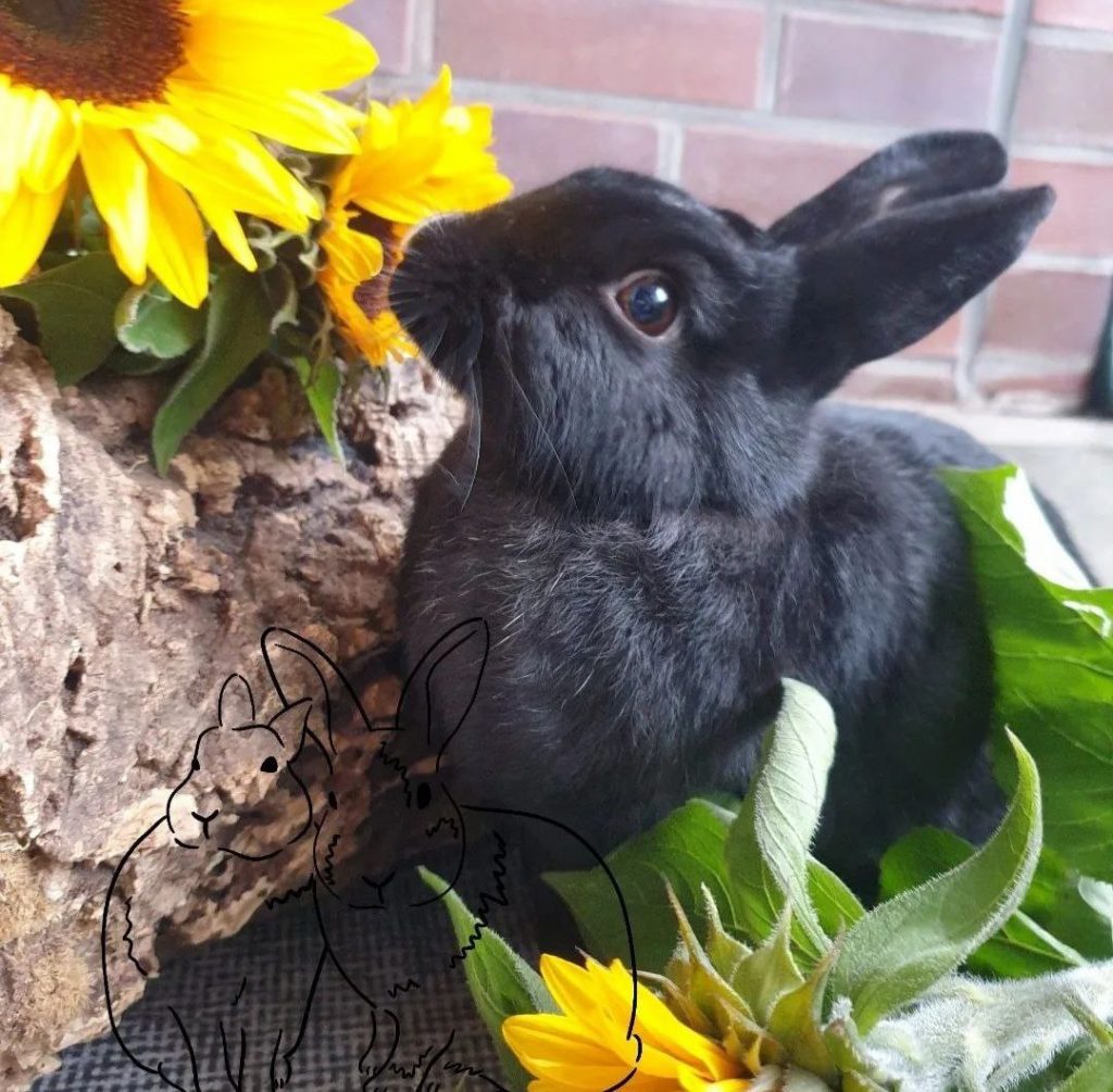 Schwarzes Kaninchen mit Sonnenblumen