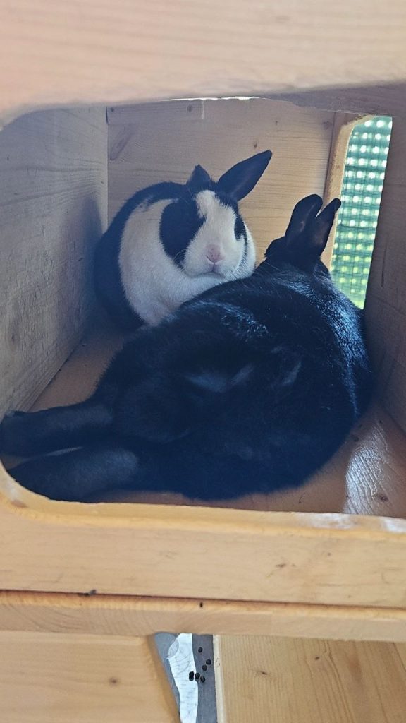Schwarzes und schwarz-weißes Kaninchen liegen entspannt in einem Häuschen