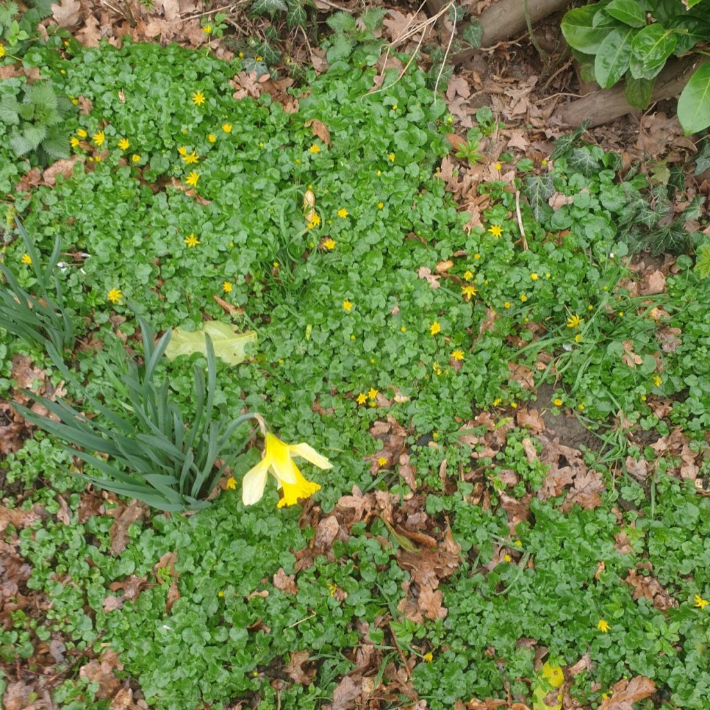 Ein stück grüne Wiese mit gelben Blüten und einer Osterglocke