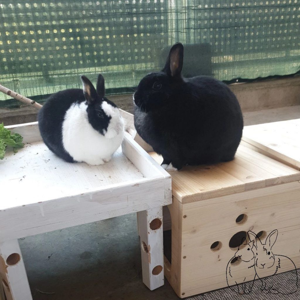 Schwarz-weißes und schwarzes Kaninchen sitzen nebeneinander auf Plattform und Häuschen