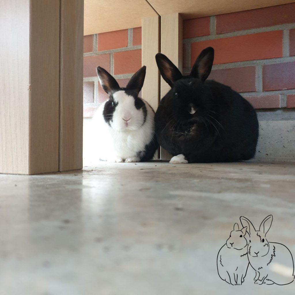Schwarz-weißes und schwarzes Kaninchen sitzen nebeneinander vor einer Mauer